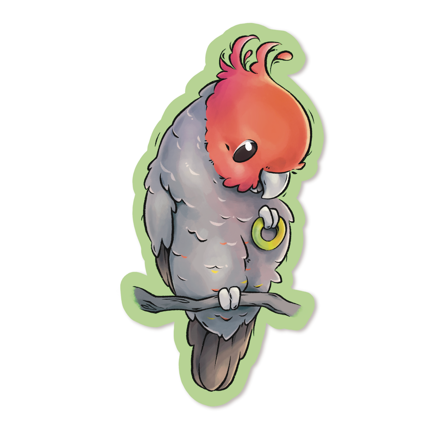 GANG-GANG COCKATOO - MALE