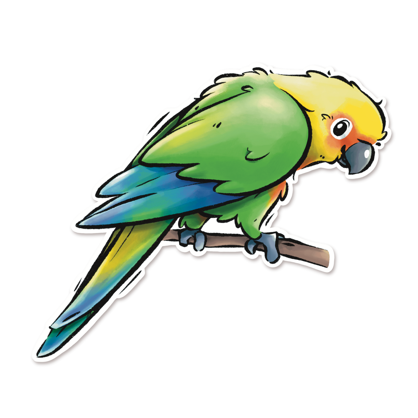 JENDAY CONURE