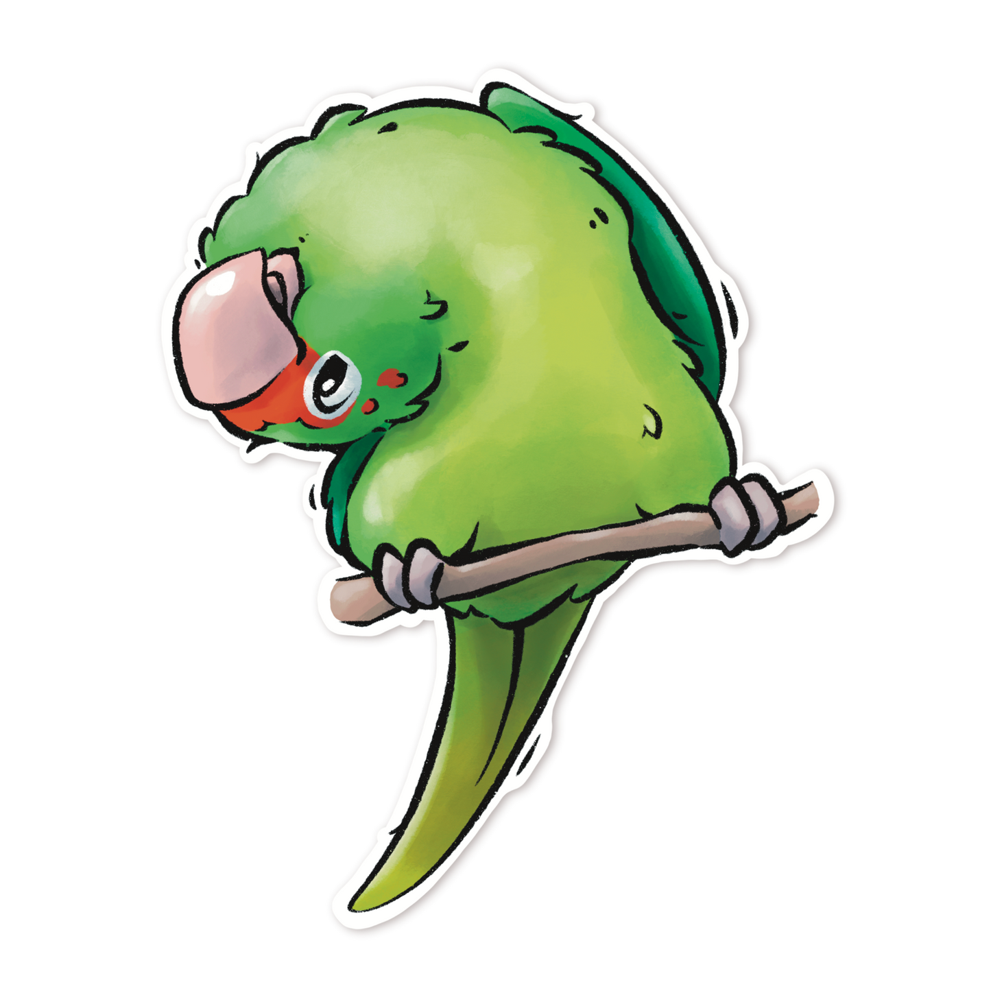 MITRED CONURE