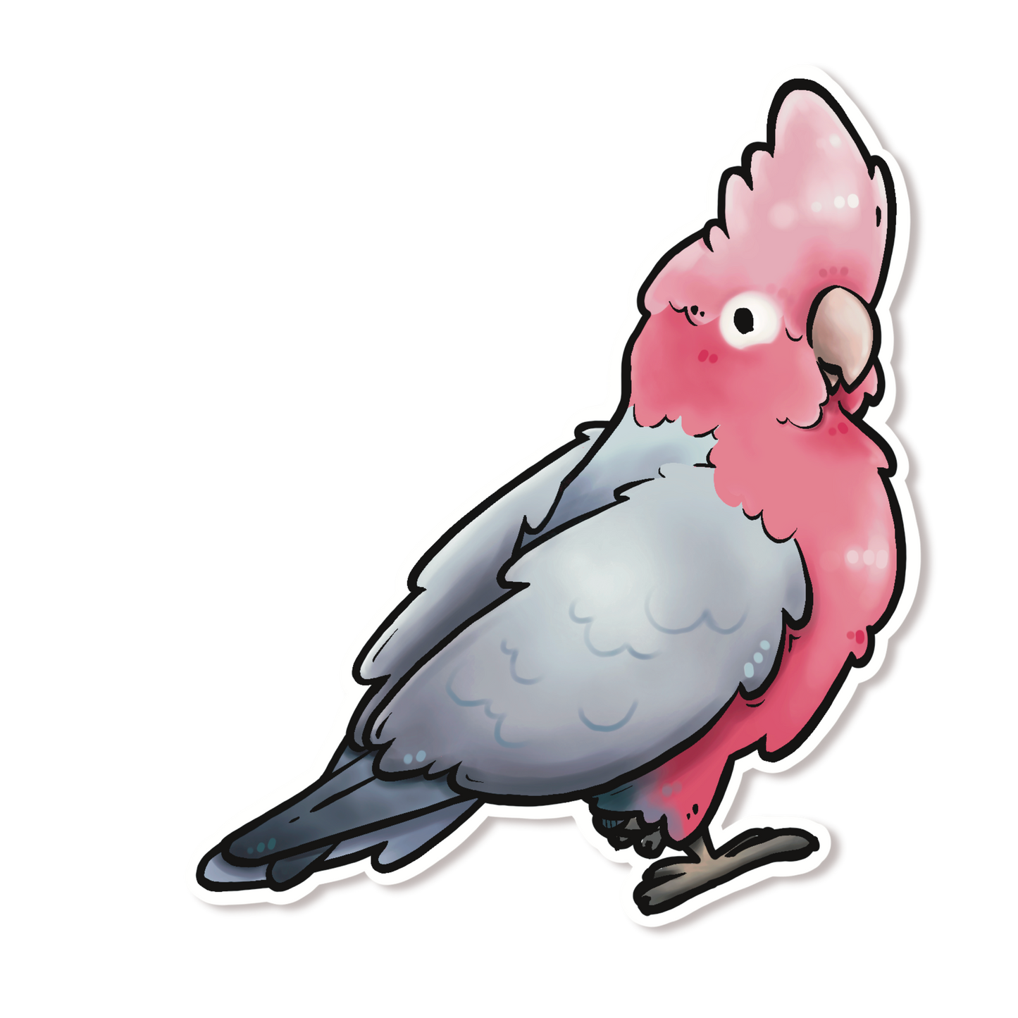 GALAH / ROSE BREASTED COCKATOO