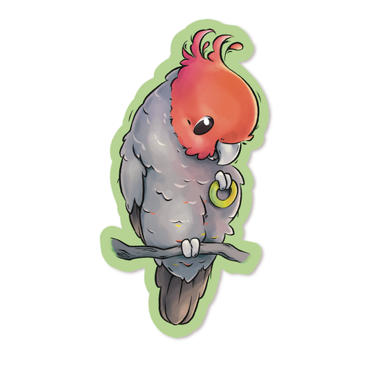 GANG-GANG COCKATOO - MALE