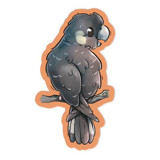 CARNABY'S COCKATOO - FEMALE