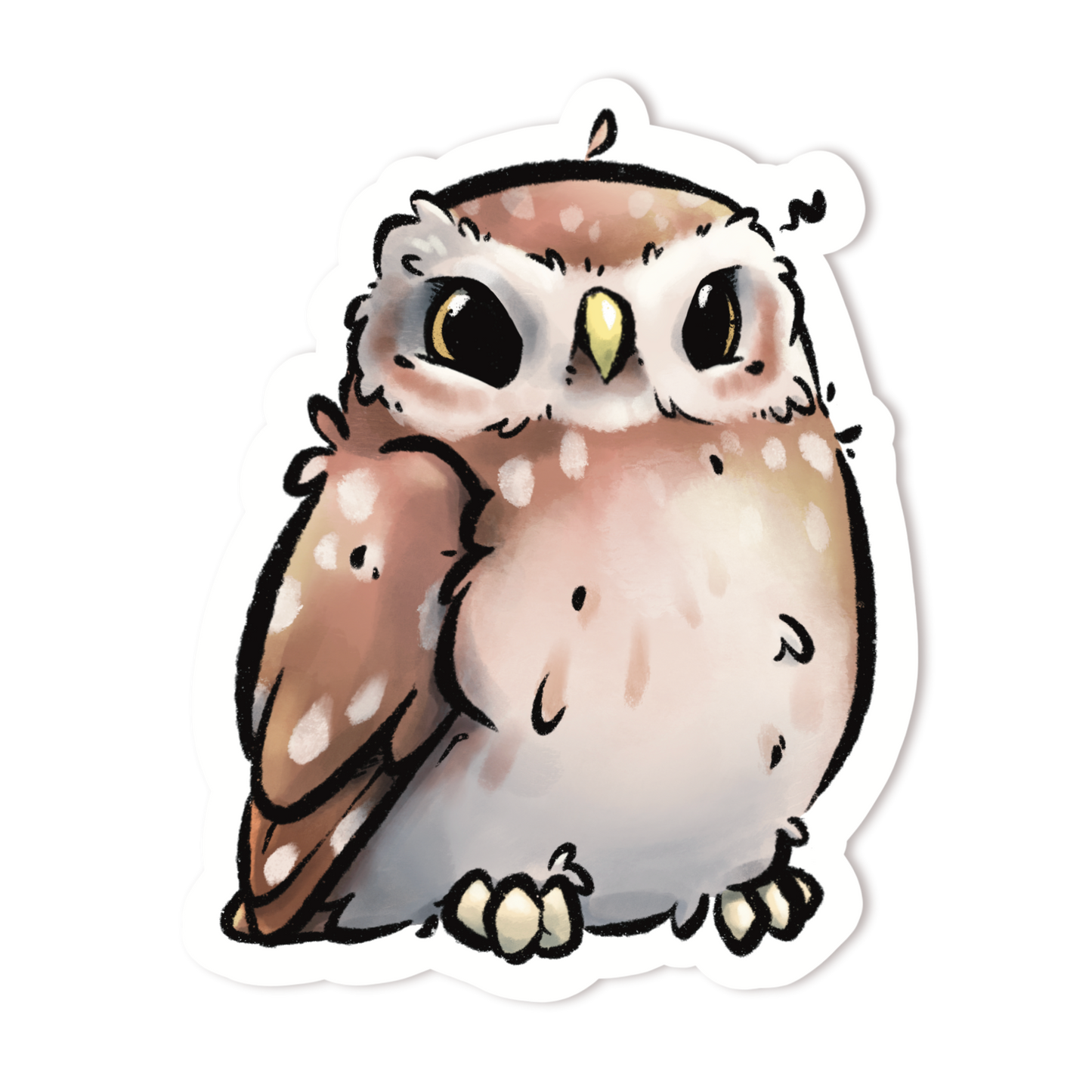 LITTLE OWL