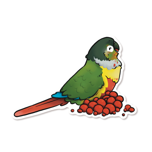 YELLOW SIDED GREEN CHEEKED CONURE