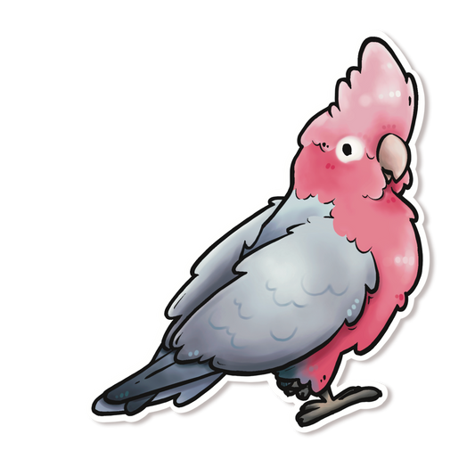 GALAH / ROSE BREASTED COCKATOO