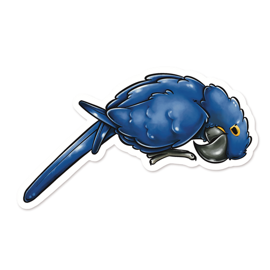 HYACINTH MACAW