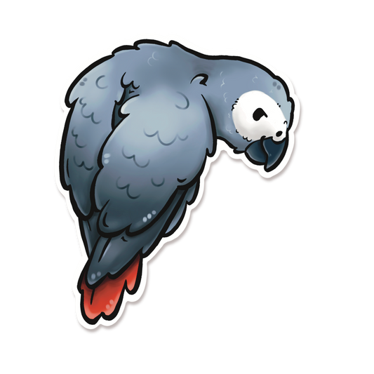 AFRICAN GREY